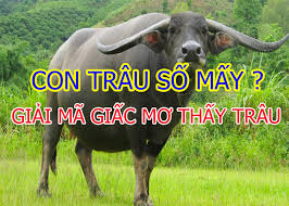 mo-thay-trau-danh-con-gi